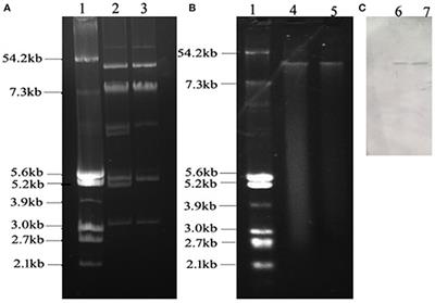 IS26-Flanked Composite Transposon Tn6539 Carrying the tet(M) Gene in IncHI2-Type Conjugative Plasmids From Escherichia coli Isolated From Ducks in China